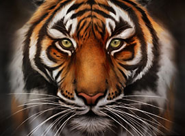 Glass Tiger Window Tinting Tiger Image
